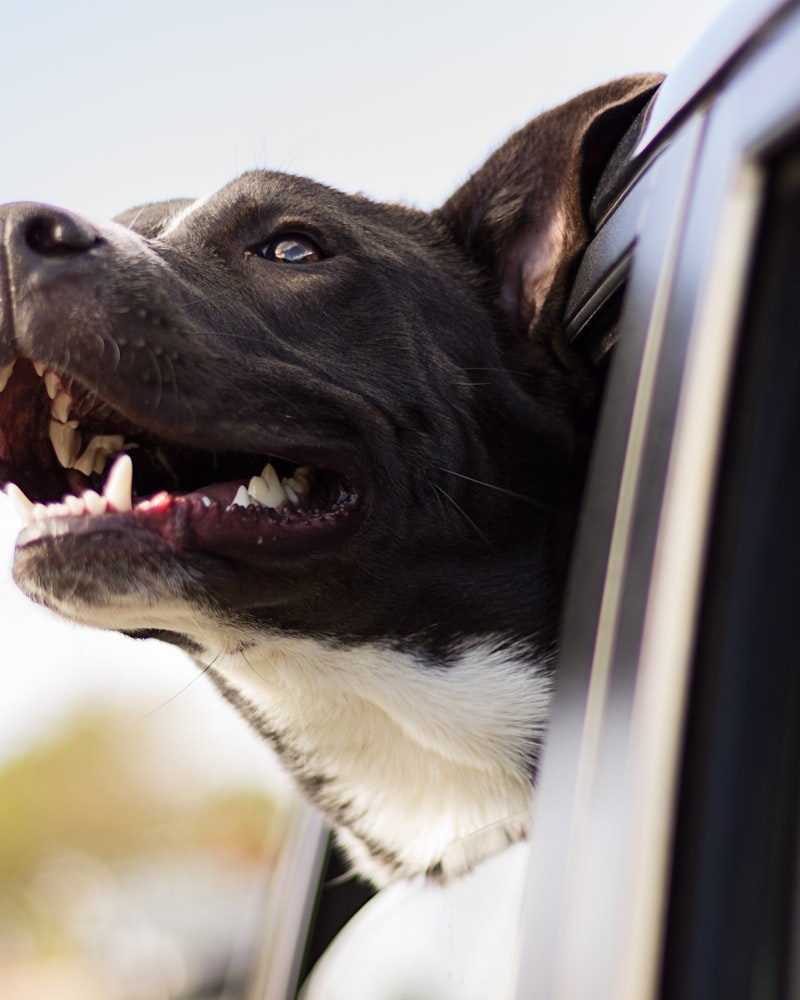 Cão pronto para a viagem, olhando pela janela